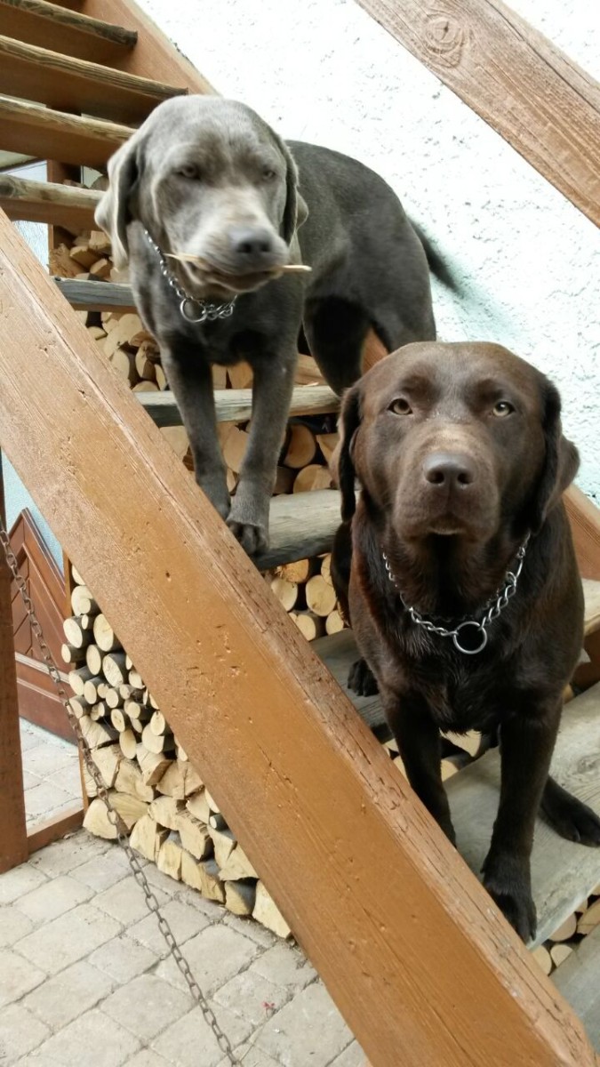 Unsere Hunde Labrador Retriever Thüringen