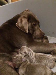 Labrador Hündin mit Welpen