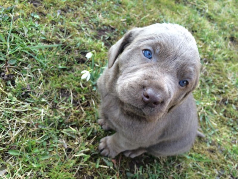 Labrador Silver 5 Wochen Labrador Retriever Thüringen