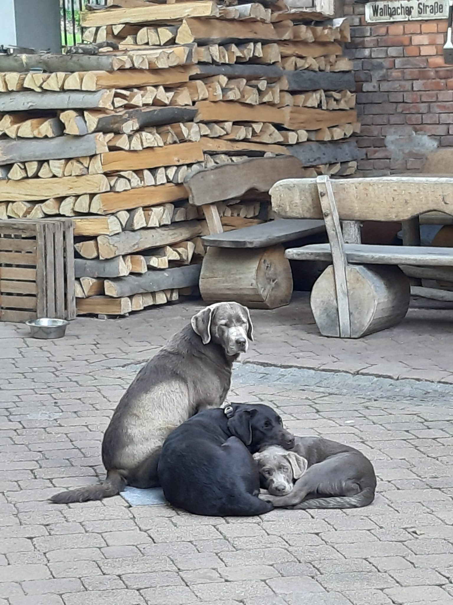 Unsere Hunde Labrador Retriever Thüringen